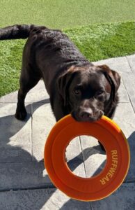 VetStem Cell Therapy Helps Labrador Retriever Return to Play after Multiple Injuries